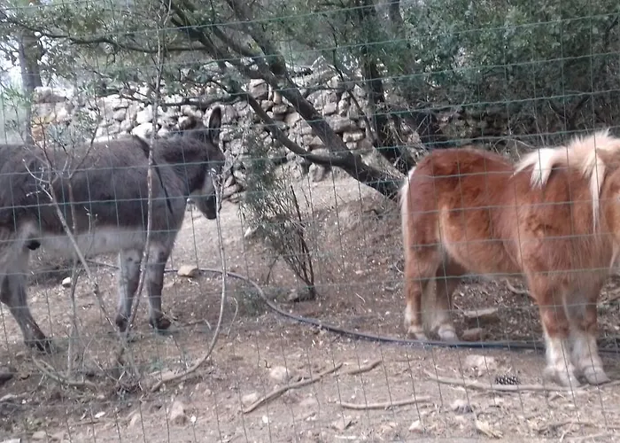 El Mangranar 3* Adzaneta